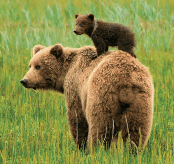 Screen Shot 2018-04-26 at 9.11.48 PM