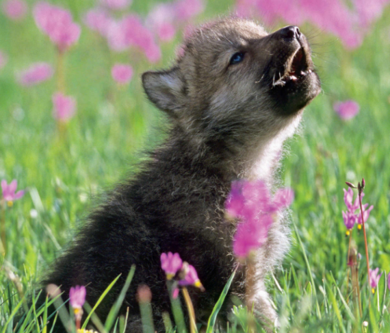 Screen Shot 2018-04-26 at 9.54.39 PM