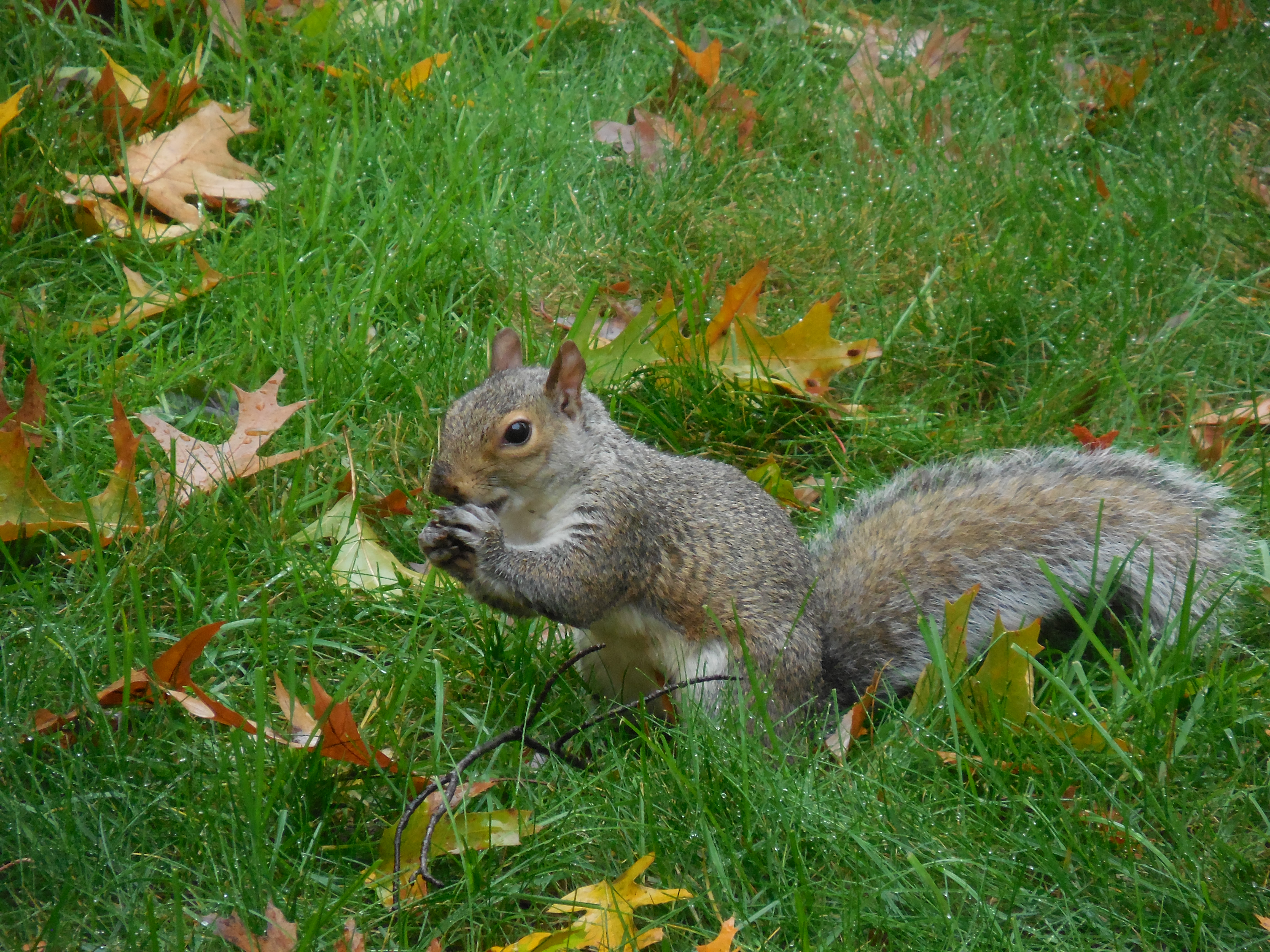 Squirrel work buddy (1)