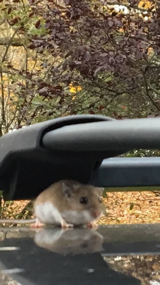 Susanna Hill Stowaway rodent