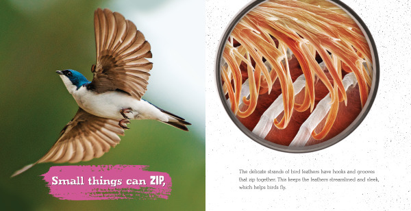 SMInteriorImage-feathers