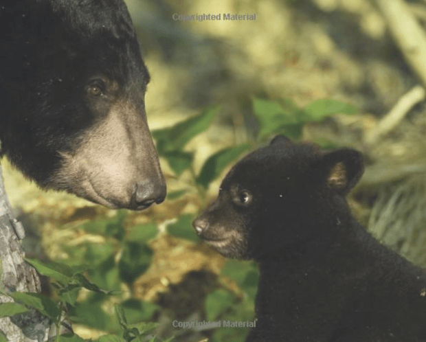 Screen Shot 2020-05-14 at 8.54.53 PM